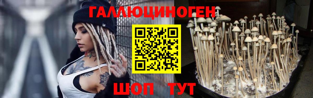 Галлюциногенные грибы GOLDEN TEACHER  Вход с VPN  Заинск 